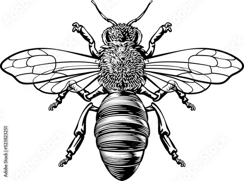 A honey bumble bee or bumbl...