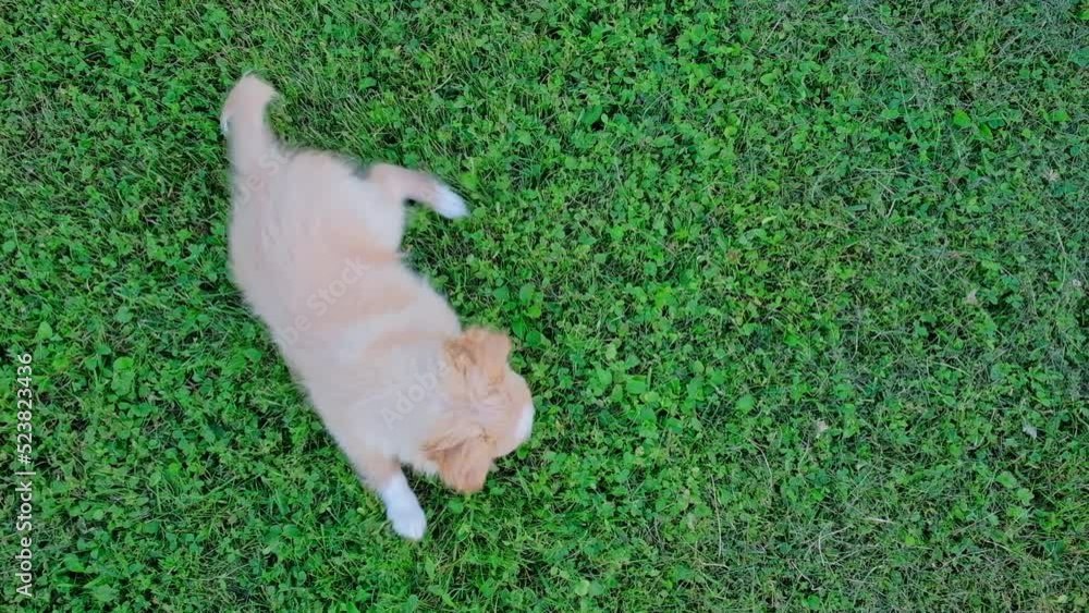 Small cute Chihuahua puppy playing outdoors on green grass. 