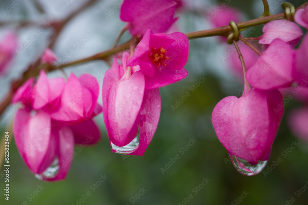 Obraz premium tigon flowers with raindrops