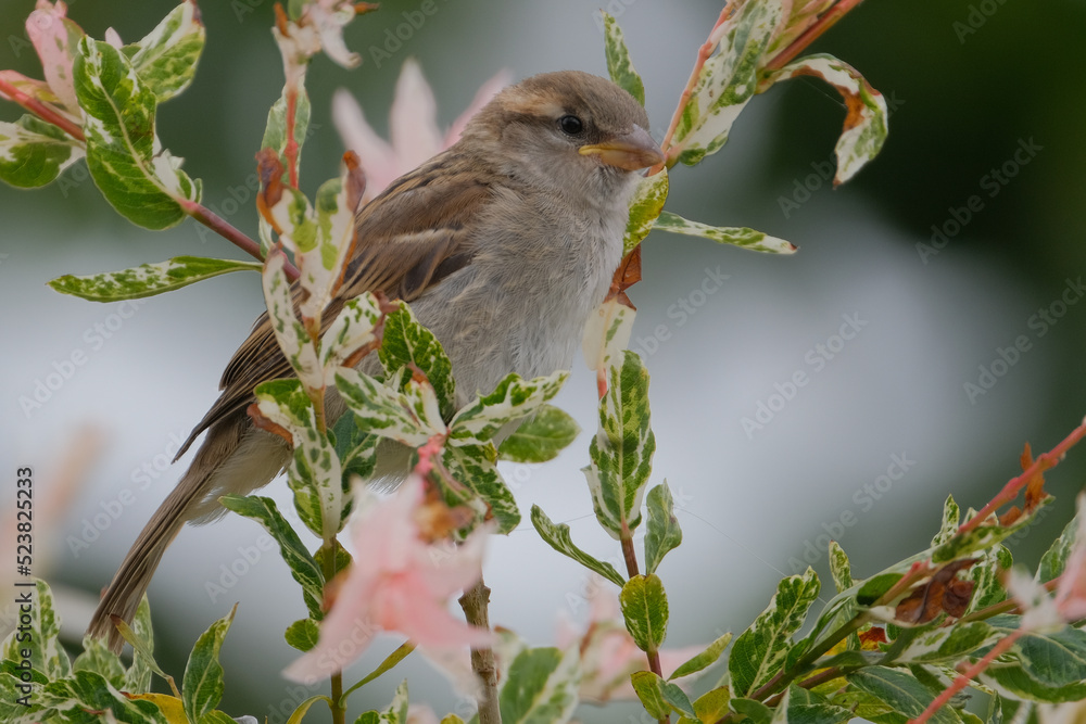 Obraz premium Sparrow on willow tree