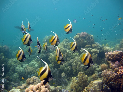 Colorful tropical fish on a coral reef  amazingly beautiful fairy world. In the coral gardens of the Red Sea.