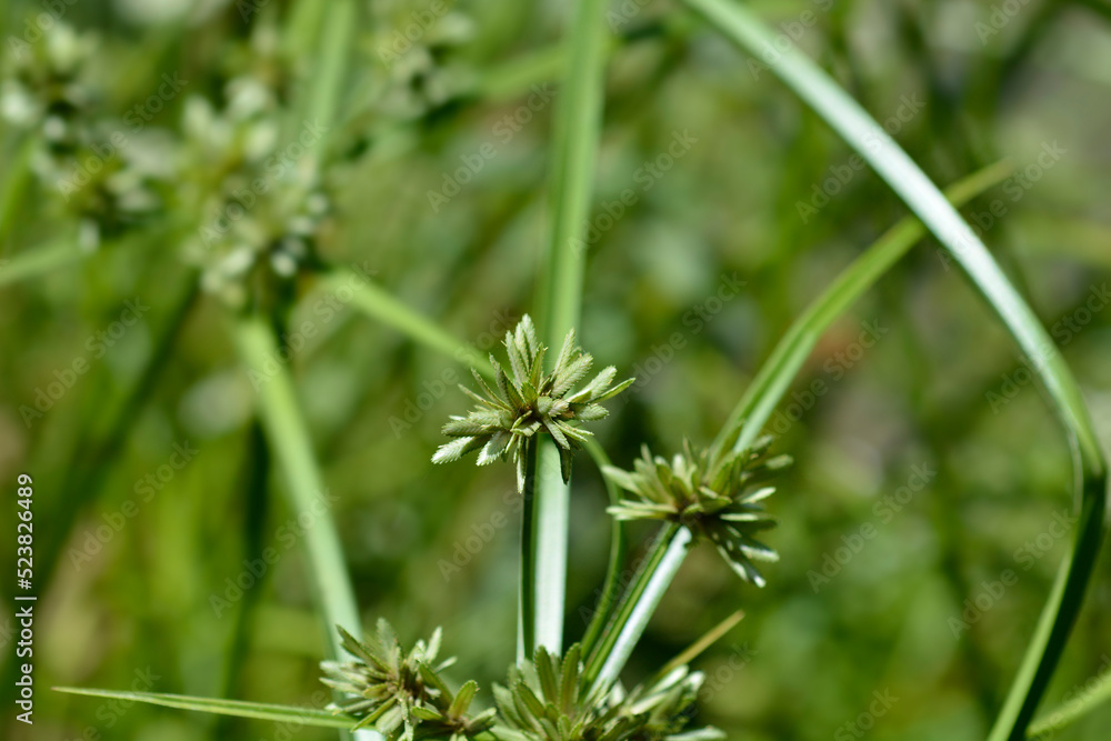Tall flatsedge Tall flatsedge
