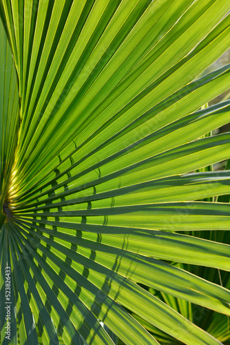 Sabal palm