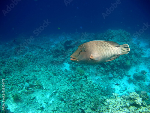 Napoleon fish. Fish - type bone fish Osteichthyes. Gubanovye - Labridae. Fish - Napoleon. © Vitalii6447