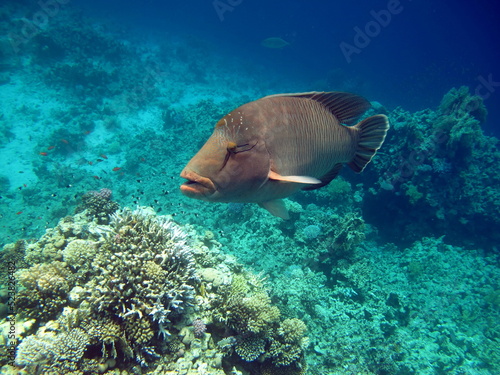 Napoleon fish. Fish - type bone fish Osteichthyes. Gubanovye - Labridae. Fish - Napoleon.