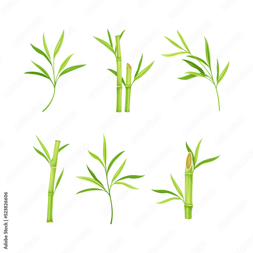 Fototapeta premium Bamboo Stick with Hollow Stem and Green Leaf and Foliage Vector Set