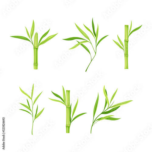 Bamboo Stick with Hollow Stem and Green Leaf and Foliage Vector Set