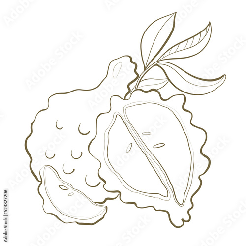 illustration contour line plant bergamot fruit citrus orange cut closeup healthy food perfume bouquet design element