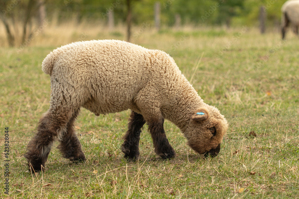 Lambs grazing on a green meadow at sunset. Lambs grazing on a green meadow at sunset.