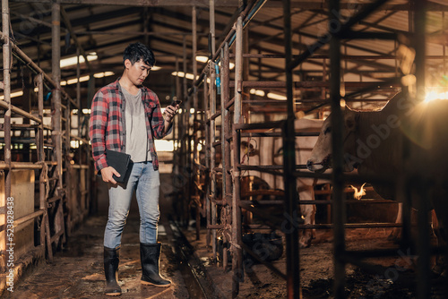 Asian man husbandry using smartphone in cowshed in cattle farm on the morning. Farmer use technology application on smartphone for livestock. Smart farming. Agriculture industrial.