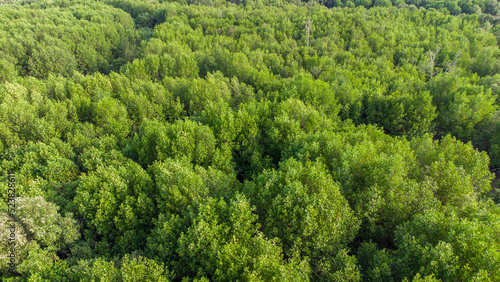 Aerial view of mangrove forest in Aceh 