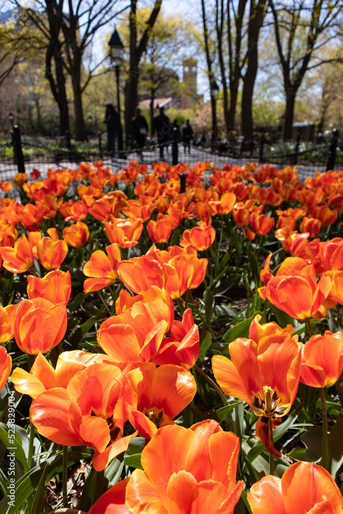 Garden of Orange Tulips at Washington Square Park in New York City during Spring Garden of Orange Tulips at Washington Square Park in New York City during Spring