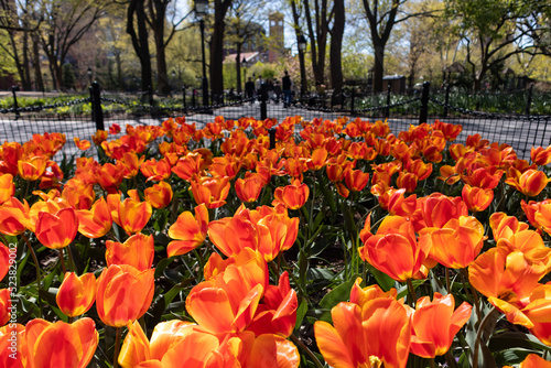 Garden of Orange Tulips at Washington Square Park in New York City during Spring