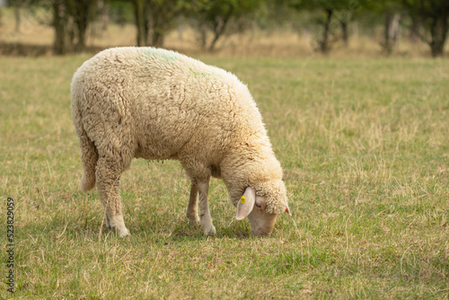 Single lamb in a field in summer.