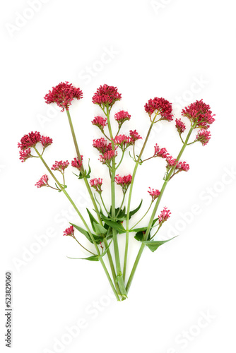 Red valerian herb plant. Flowers can be used to make perfume. Minimal botanical nature study composition. On white background. Valeriana officinalis.