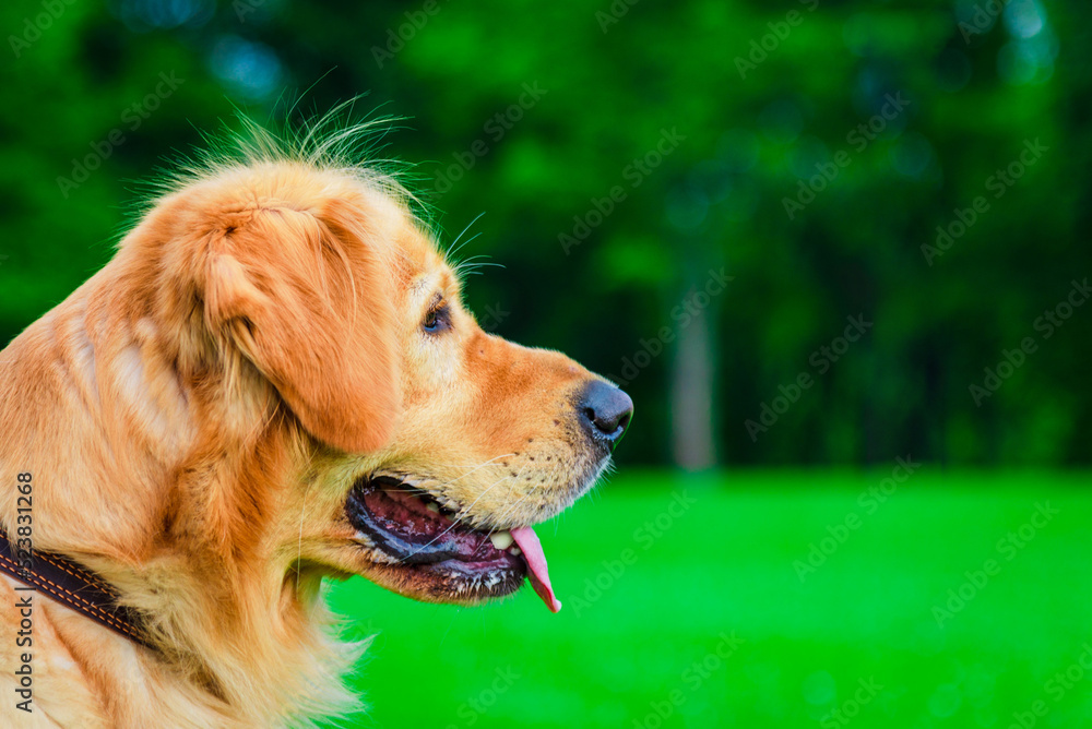 Beautiful Dog Golden Retriever Profile head on garden park in sunlight green nature. Park garden with pet.Side view.Closeup.