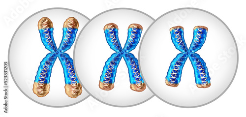 Telomere shortening aging concept and reduction of telomeres located on the end caps of a chromosome resulting in damaging DNA resulting in shorter life or short lifespan photo