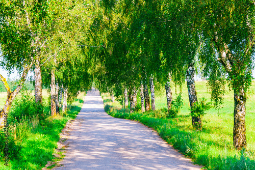 Summer Empty Country Road With Trees Beside.Landscape Concept. Long gravel road in summer nature landscape.