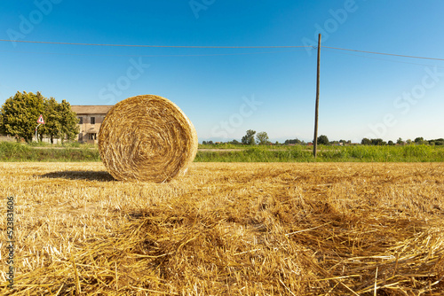 Palle di paglia sul campo in estate dopo la raccolta della segale, cielo azzurro sul prato. Lavoro stagionale agricolo. photo
