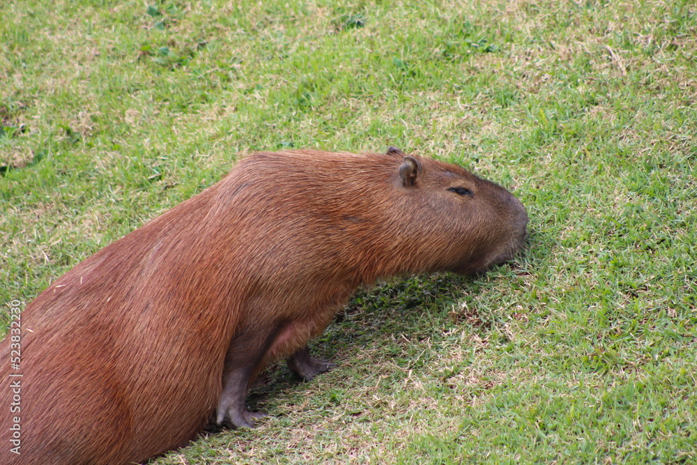 capybara feeding on grass, capybara on the grass, grass symbol of ...