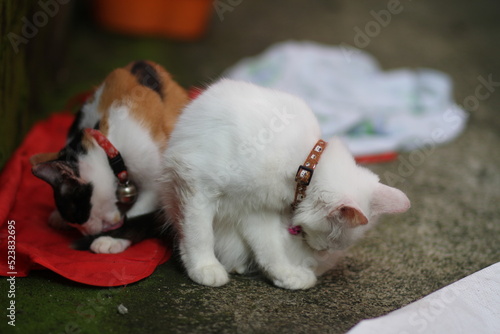 Fototapeta Naklejka Na Ścianę i Meble -  A Persian cat on the ground