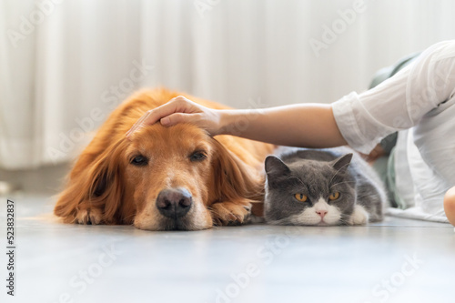 Golden Retriever and British Shorthair accompany their owners
