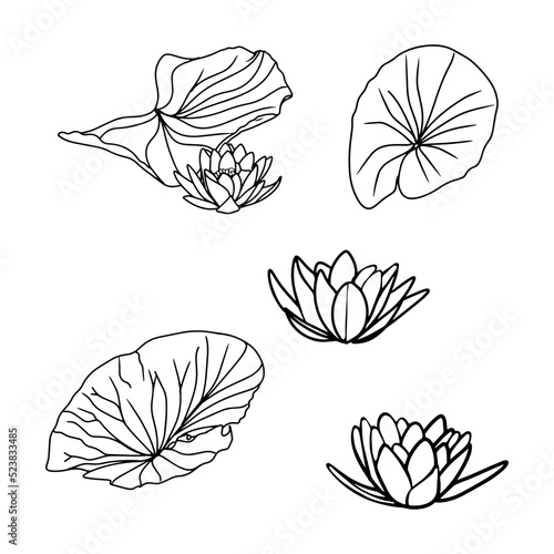 Large set of water lilies, lotus blooming with leaves. Tropical flower as a blank for a designer, logo, icon, print, relaxation, yoga