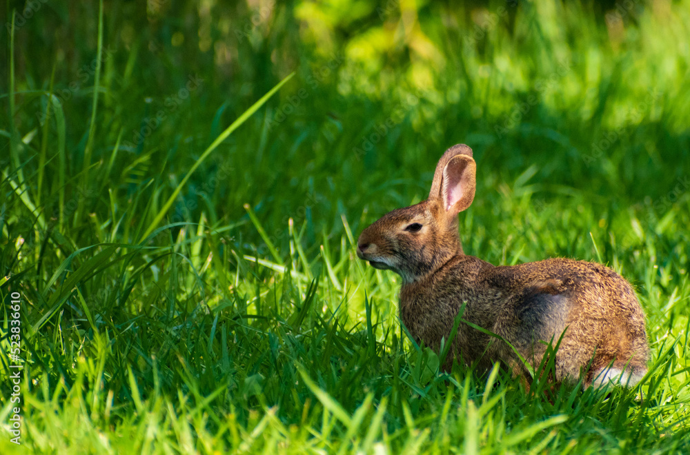 Fototapeta premium the side eye