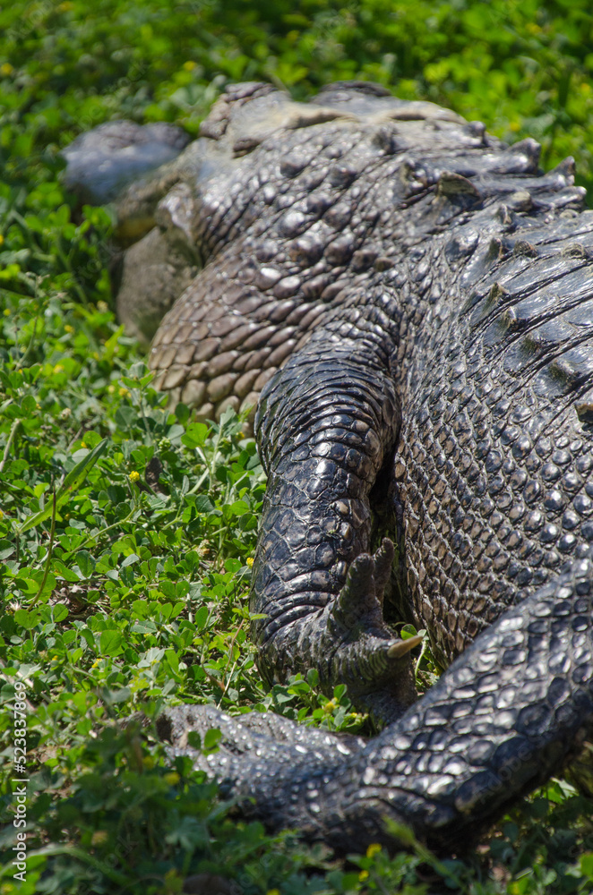 Close-up of a basking alligator's front leg as the animal lies in a relaxed posture. Close-up of a basking alligator's front leg as the animal lies in a relaxed posture.