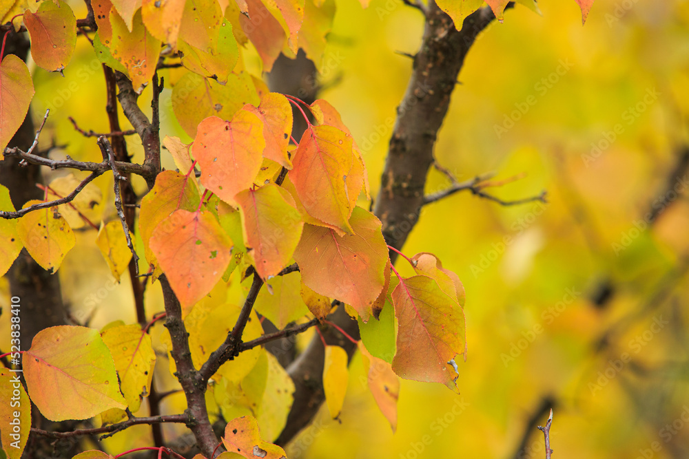 Fototapeta premium Yellowed apricot leaves on a tree branch. Apricot leaves in late autumn.