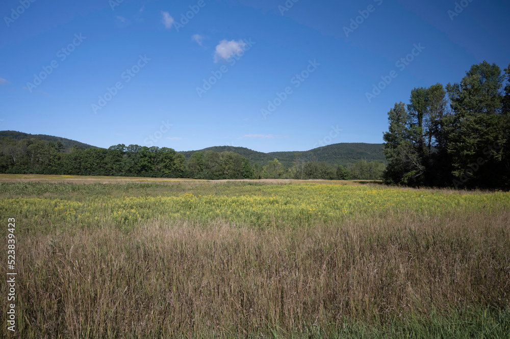 Field near a forest in the Adirondacks region Field near a forest in the Adirondacks region