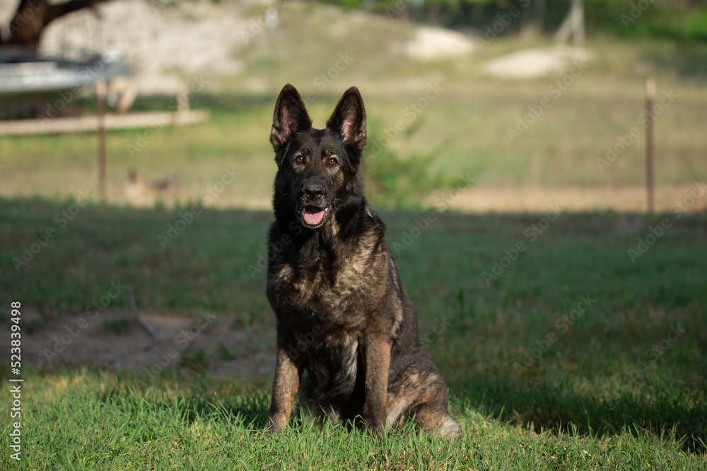 German Shepherd working dog GSD sitting waiting in a field or yard looking directly at viewer making eye contact German Shepherd working dog GSD sitting waiting in a field or yard looking directly at viewer making eye contact