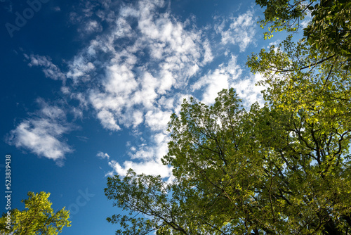 Fototapeta Naklejka Na Ścianę i Meble -  Summer scene with the view of the treetops on a blue sky background