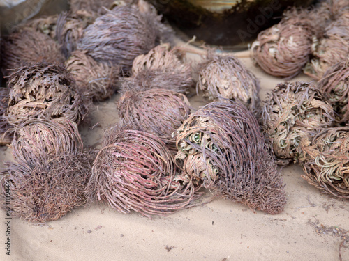 False Rose of Jericho or dinosaur plant or Selaginella lepidophylla photo