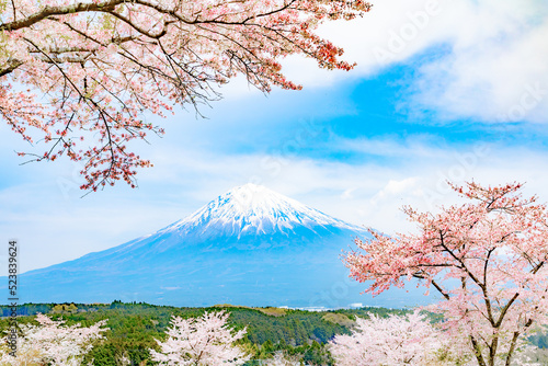 Cherry blossoms, Landscape, Nature © JP trip landscape DL