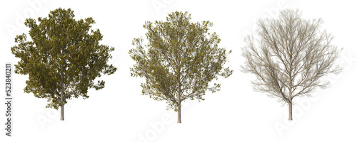 Tree on a transparent background 