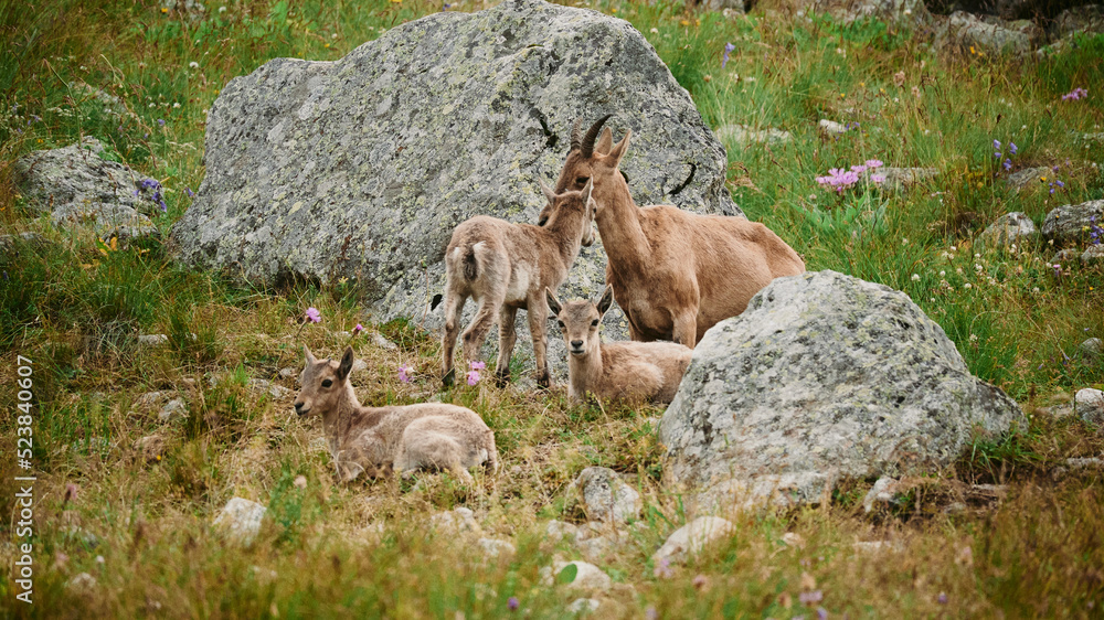 Mountain goat family kissing and loving each other Mountain goat family kissing and loving each other