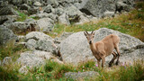 Mountain goat looks North Caucasus