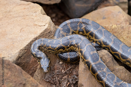 Snake at Esteros del Ibera National Park in Argentina photo