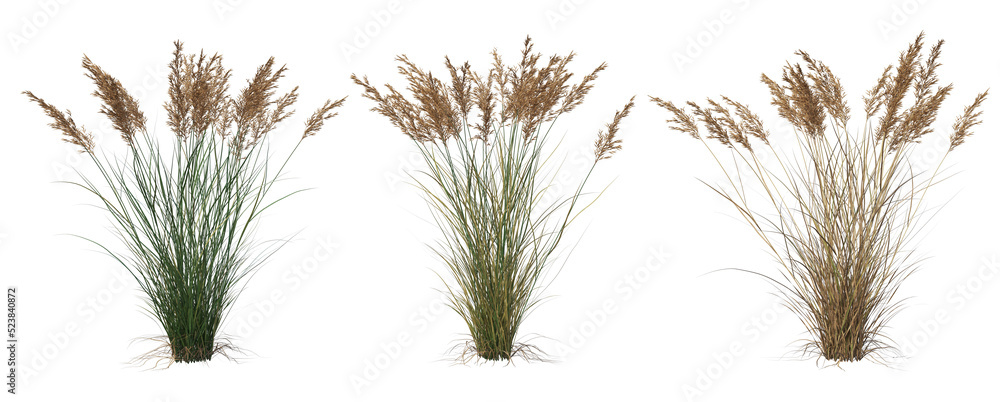 Grass on a transparent background
