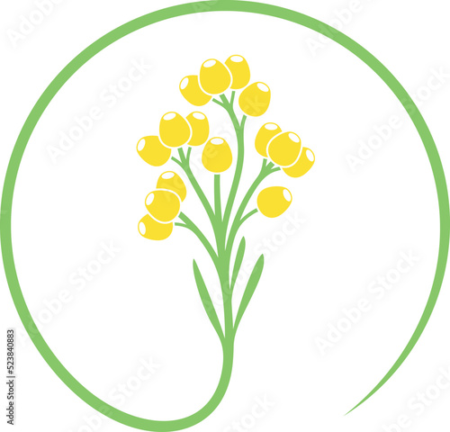 Immortelle logo. Isolated immortelle on white background