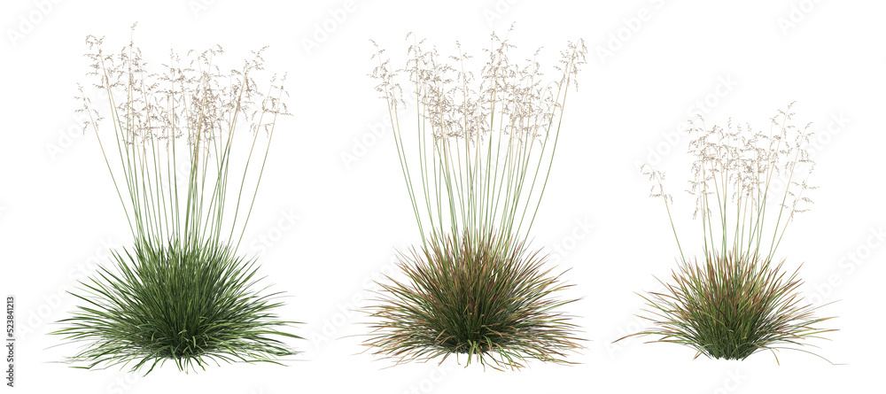 Grass on a transparent background
Grass on a transparent background