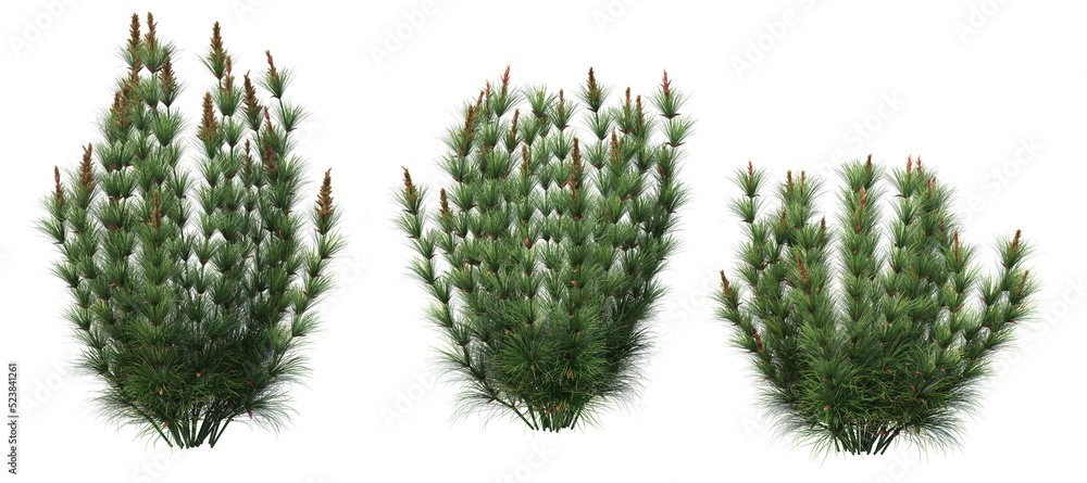 Grass on a transparent background
Grass on a transparent background