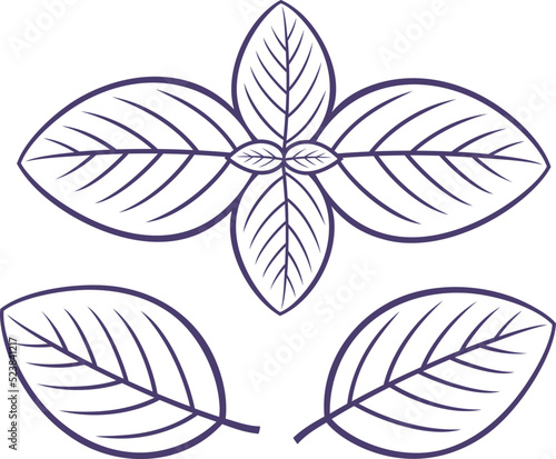 Basil outline. Isolated basil on white background