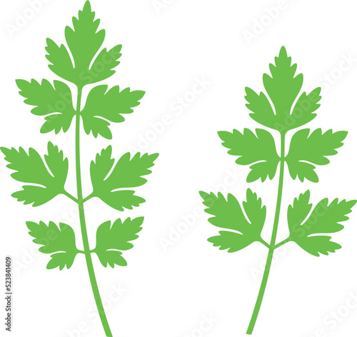 Parsley logo. Isolated parsley on white background