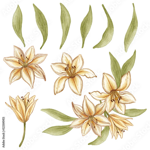 watercolor white-brown lily flowers isolated on white background