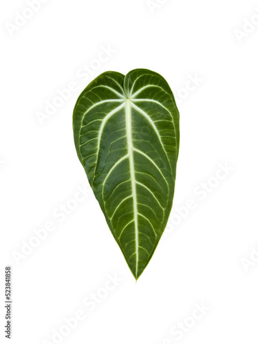 Young leaf of Anthurium villenaorum belongs to the flowering anthurium in the aroid family Araceae on isolated transparent background.