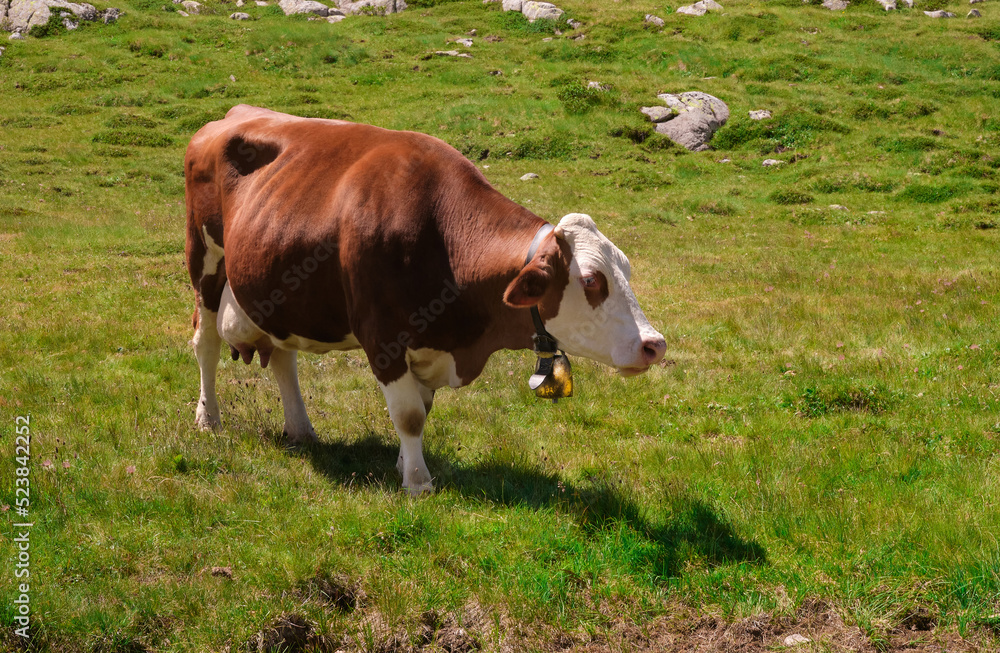 large white and brown neck cow in the Trentino pasture large white and brown neck cow in the Trentino pasture