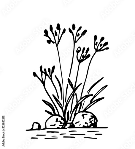 Simple hand drawn black outline vector drawing. Bush of wild grass, flowers. Stones and water, plants of lakes and rivers. Sketch in ink.