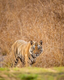Indian wild fully grown adult bengal male tiger head on with eye contact on territory marking in evening safari at bandhavgarh national park forest umaria madhya pradesh india asia - panthera tigris